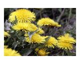 Yellow Dandelions