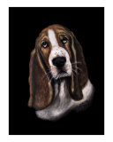 Bassett Hound