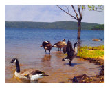 Canadian Geese