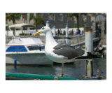 Seagull on Boat Rail 2