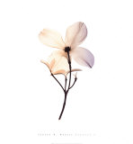 Dogwood II