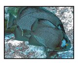 Gray Angelfish