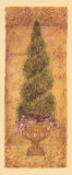 Italian Cypress