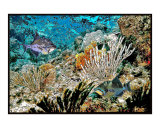 Queen triggerfish