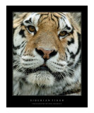 Siberian Tiger