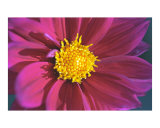 Fuschia Daisy Close-Up