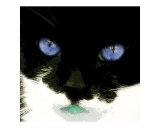 Cat's Eyes 6