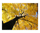 Golden Tree on an Autumn day in NYC