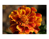 Marigold with Morning Dew