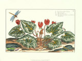De Passe Cyclamen