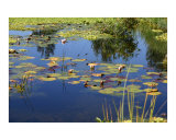 Pond with Lily Pads