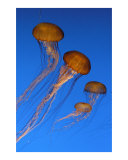 Family of Jellies