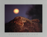 Leopard with Rising Moon