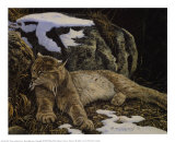 Time to Rest Lynx