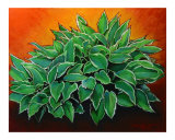 Hosta