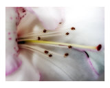 Rhododendron