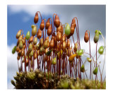 Pods