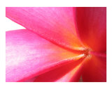 Plumerian Delight