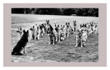 Police Dogs on Parade