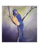 Macaw