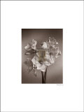 Amaryllis