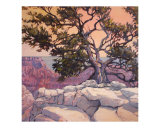 Grand Canyon Tree