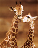 Giraffe  First Love