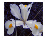 Iced Iris