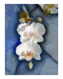 White Orchid