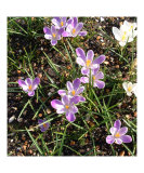 Crocus 11