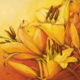 Sunny Orange