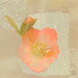 Hellebore II
