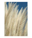 Sea Grass