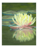 The Water Lily