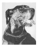 Great Dane