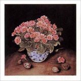 Primroses