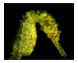 Brilliant Seahorse