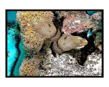 Yellow spotted Morays