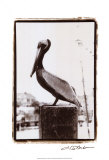 Pelican Perch