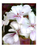 White Geraniums