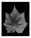 Leaf In Black And White