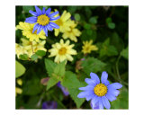 Blue and Yellow Flowers