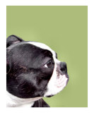 Boston Terrier on Avocado
