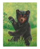 Baby Bear