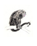 Howler Monkey