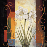 Amaryllis