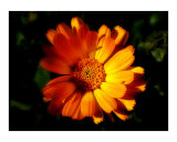 Orange Flower