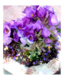 Purple Flowers in Pot