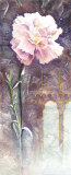 Carnation Textures