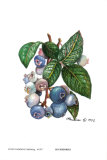 Blueberries